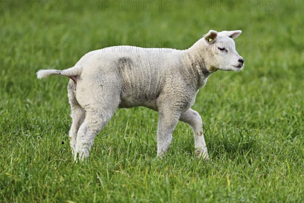 Domestic sheep (Ovis aries), lamb standing in a meadow, Texel, North Holland, Netherlands