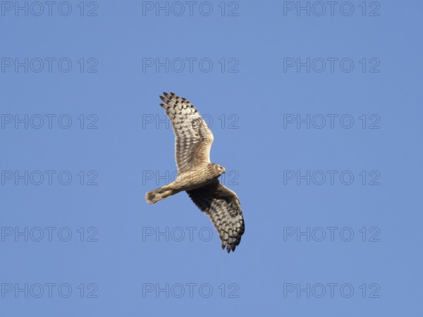 Hen harrier (Circus cyaneus) female in flight, flying northwards during the spring migration,