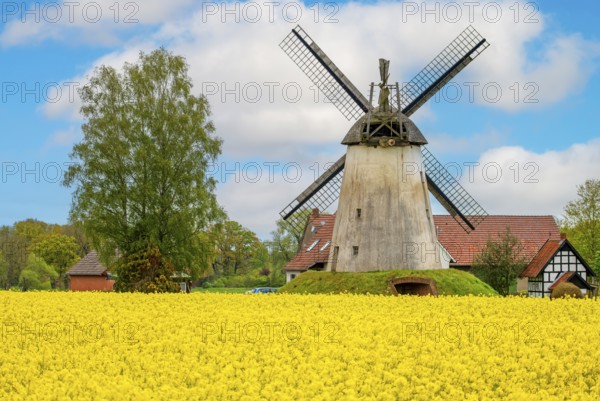 Windmill with rape field Wegholm Germany