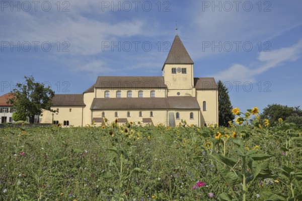 UNESCO Carolingian St George's Church, flower field, flower meadow, sunflowers, Oberzell, Reichenau