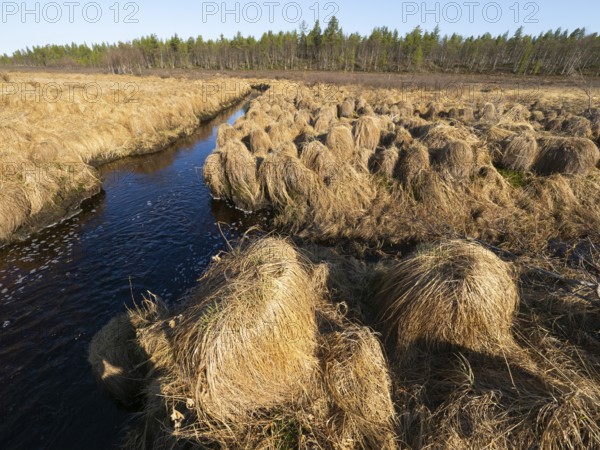 Greater Tussock Sedge (Carex paniculata), growing on marshland beside a stream, May, Finnish