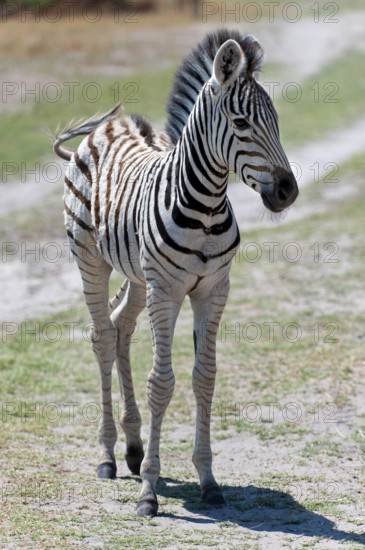 Young plains zebra (Equus quagga), wild, free-living, safari, ungulate, animal, black and white,