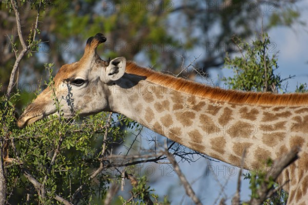 Portrait of a southern giraffe (Giraffa giraffa), free-living, wilderness, safari, travel, animal