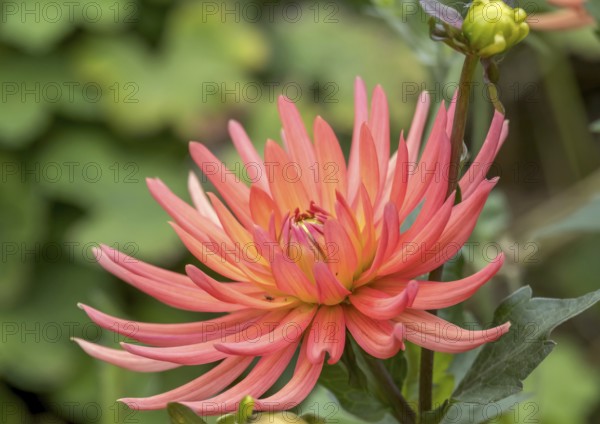 Dahlia (Dahlia), North Rhine-Westphalia, Germany, Europe