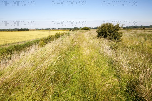 Raised flood defence dyke running through drained marshland in summer, Hollesley marshes, Suffolk,