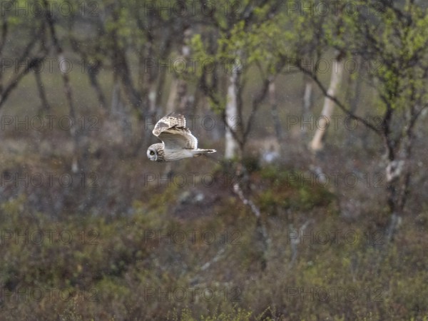Short-eared owl (Asio flammeus) in flight, searching for prey over heathland, in the rain, May,