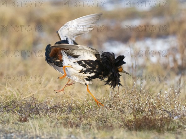 Ruff (Calidris pugnax) two males in breeding plumage at lek, fighting over female, Pokka, Finnish