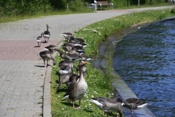 Europe, Germany, Mecklenburg-Western Pomerania, Plau am See, Lake Plau, Elde-Müritz waterway,