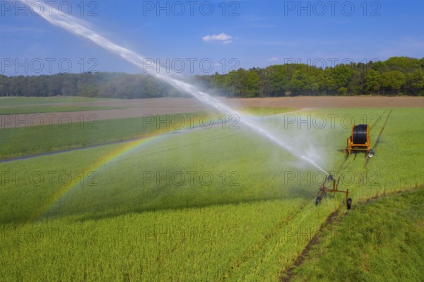 Irrigation of a wheat field on the Lower Rhine, with a mobile irrigation machine, large-area