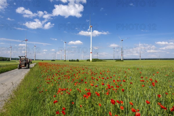Wind farm, field with flower strips, insect-friendly border of fields with mixed flowers, poppies,