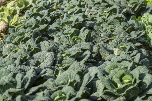 Agriculture, Savoy cabbage heads growing in a field