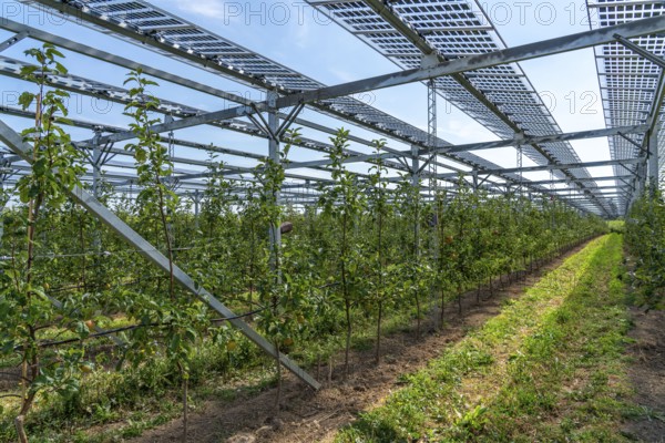 Agri-photovoltaic test plant, an apple orchard with two different systems of PV modules was roofed