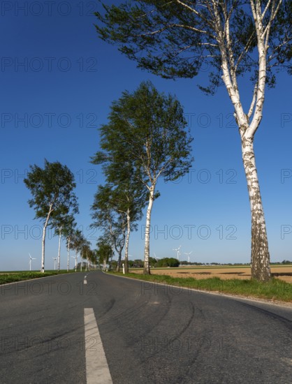 Birch avenue, country road, near the village of Katzem, Heinsberg district, wind farm, North