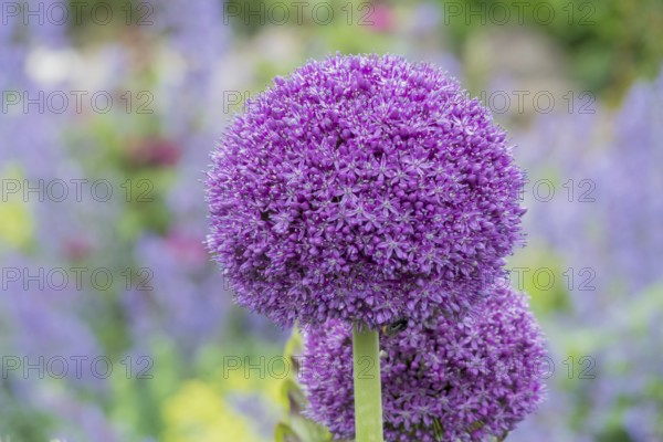 Ornamental leek (Allium sp.), flower stand, Münsterland, North Rhine-Westphalia