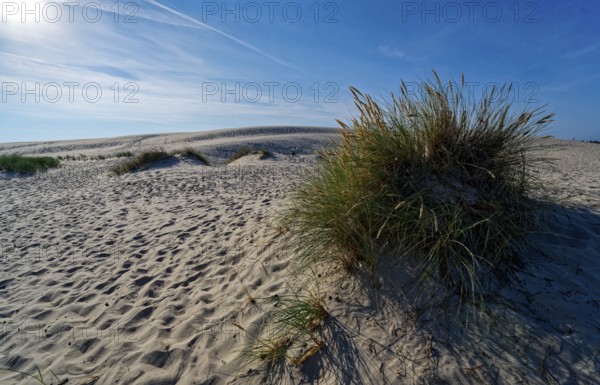 Dune landscape around the Lontz Dune, Wydma Lacka, the largest travelling dune on the Polish Baltic