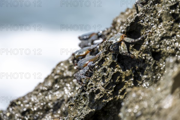 Crab on a rock, Reserva Natural Cabo Blanco, Costa Rica, Central America