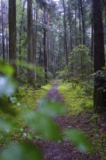 A quiet, damp forest path, surrounded by tall trees and green undergrowth, the scenery is mystical