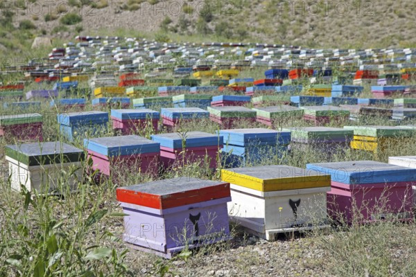Colourful painted wooden beehives with honey bees in Iran