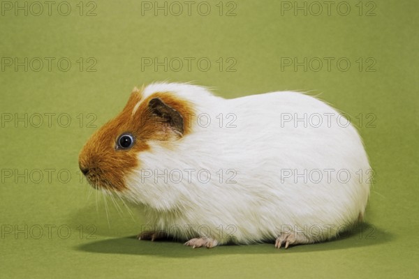 Two parti-colored cavy, guinea pig (Cavia porcellus) portrait