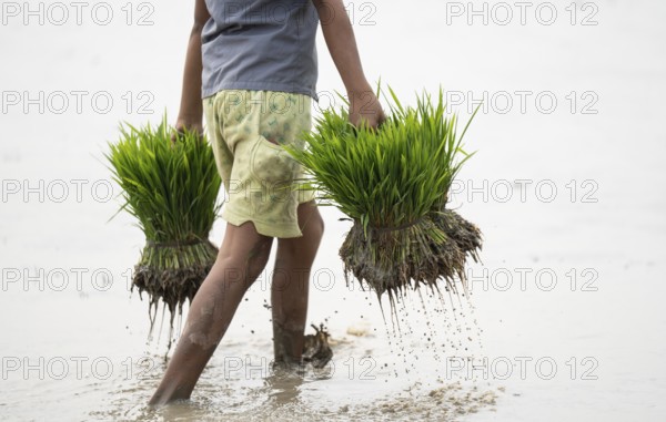 Morigaon, India. 20 February 2024. A girl carries rice sapling in a paddy field on February 20,