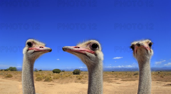 South african ostrich (Struthio camelus australis), adult, male, portrait, group, ostriches,