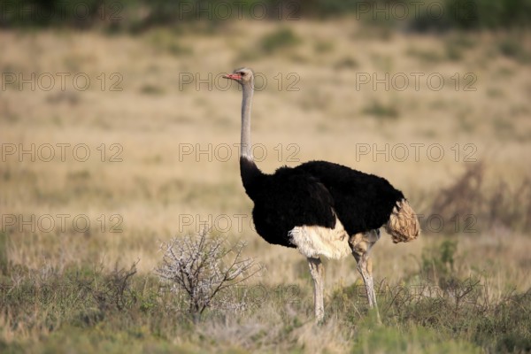South African ostrich (Struthio camelus australis), common ostrich, adult, male, foraging, Mountain