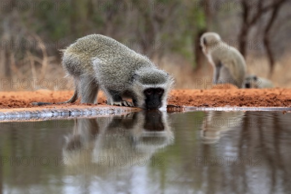 Vervet Monkey (Chlorocebus pygerythrus), adult, drinking, at the water, Kruger National Park,