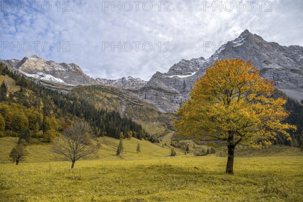 Maple trees with autumn leaves, autumn landscape in Rißtal with Spritzkarspitze, Großer Ahornboden,