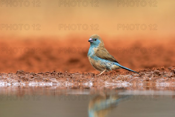Blue waxbill (Uraeginthus angolensis), Angola butterfly finch, adult, at the water, Kruger National