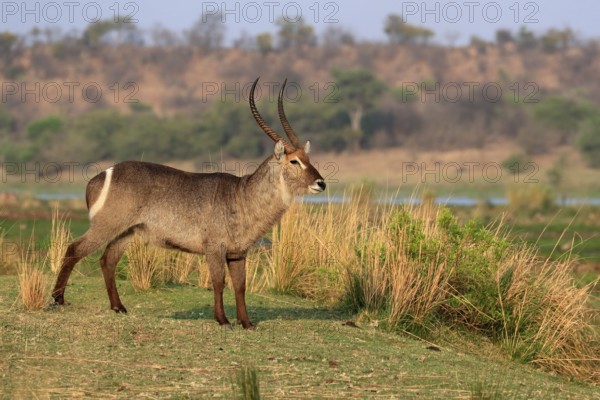 Ellipsen waterbuck (Kobus ellipsiprymnus), adult, male, foraging, vigilant, Kruger National Park,