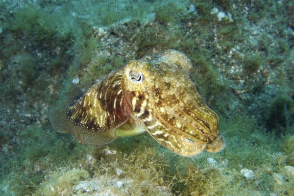 Common cuttlefish (Sepia officinalis) moves across a seabed overgrown with plants. Dive site Cueva