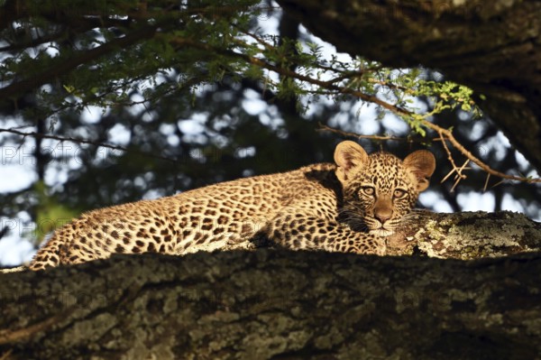 Leopard (Panthera pardus), male cub lying on a tree, Serengeti National Park, Tanzania, Africa