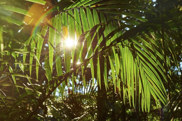Landscape of a piccabeen palm trees (Archontophoenix cunninghamiana) leaf in a rainforest on an