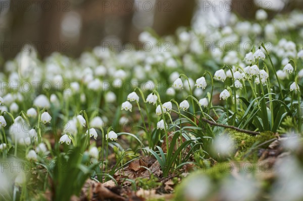Spring snowflake (Leucojum vernum) flowering in a forest in spring, Upper Palatinate, Bavaria,