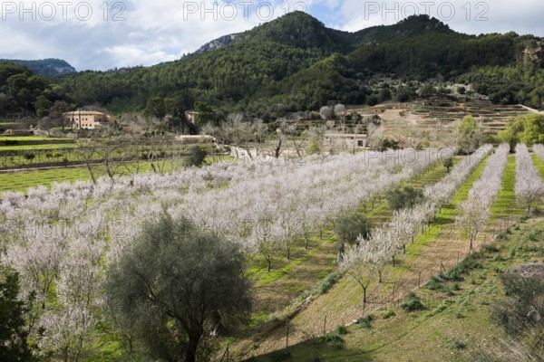 Flowering almond tree (Prunus dulcis), near Valdemossa, Serra de Tramuntana, Majorca, Balearic