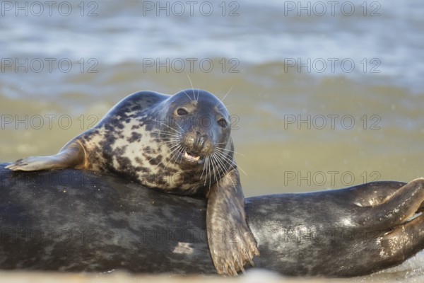 Grey seal (Halichoerus grypus) adult animal resting on the back of another seal on a seaside beach,