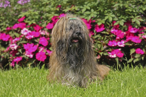Lhasa Apso in front of flower bed, sitting