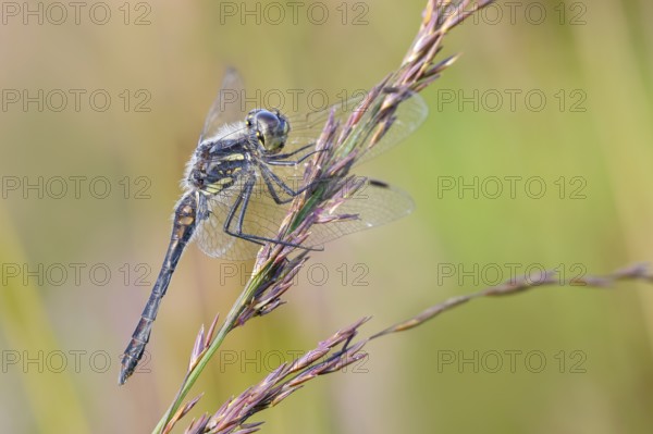 Black Darter (Sympetrum danae), male sitting on a blade of grass, wildlife, dragonflies, insects,