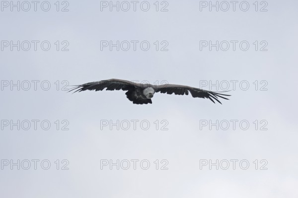 Griffon vulture (Gyps fulvus), flying, Hohenwerfen Castle, Salzburger Land, Austria, Europe