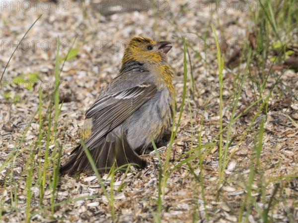 Pine Grosbeak (Pinicola enucleator), adult female, perched on the ground amongst sunflower seed