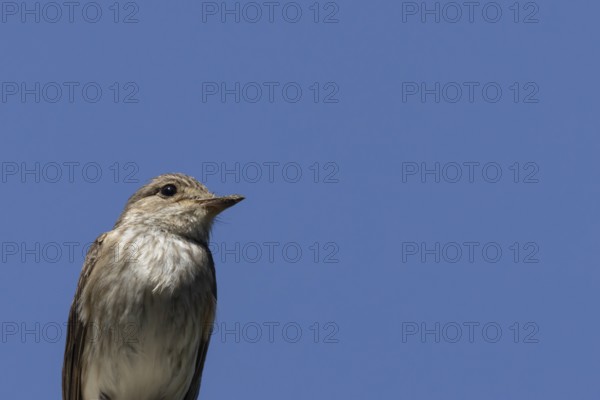 Spotted flycatcher (Muscicapa striata) adult bird head portrait in the summer, Norfolk, England,