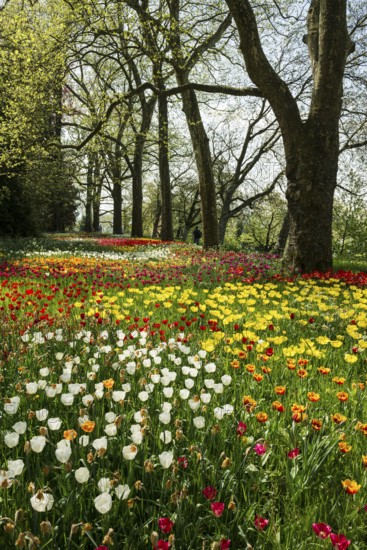 Park and flower meadow with colourful tulips, Mainau Island, Lake Constance, Baden-Württemberg,