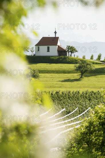 Apple orchard in bloom, Antonius Chapel, Selmnau, near moated castle, Lake Constance, Swabia,