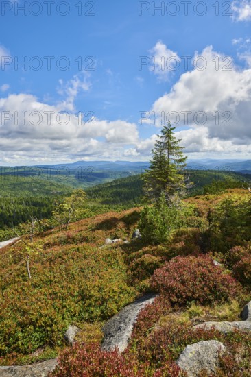 Vegetation with Norway spruce (Picea abies) and colored European blueberry (Vaccinium myrtillus) on