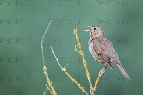 Song thrush (Turdus philomelos), Lower Saxony, Germany, Europe