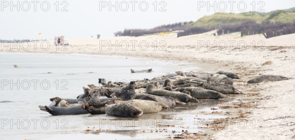 Grey seals (Halichoerus grypus) lying relaxed on a sandy beach, colony, tourists in the background,