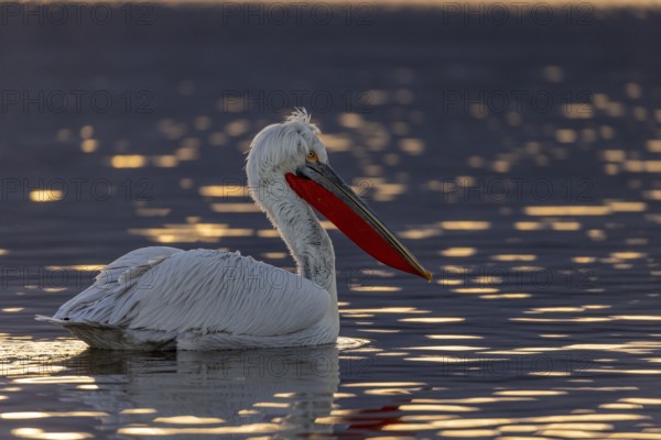 Dalmatian pelican (Pelecanus crispus), swimming in the evening light, magnificent plumage, red