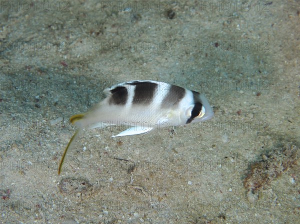 Juvenile humpnose big-eye bream (Monotaxis grandoculis) Dive site House Reef, Mangrove Bay, El