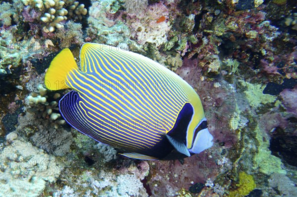 Emperor Angelfish (Pomacanthus imperator), dive site Erg Monica, Mangrove Bay, El Quesir, Red Sea,