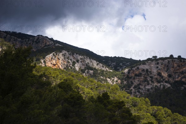 Dramatic mountain landscape with pine forest and solitary trees, Aleppo pines (Pinus halepensis)